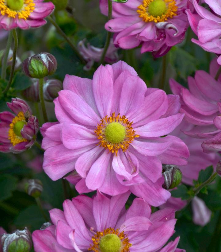 Anemone x 'Curtain Call Pink'