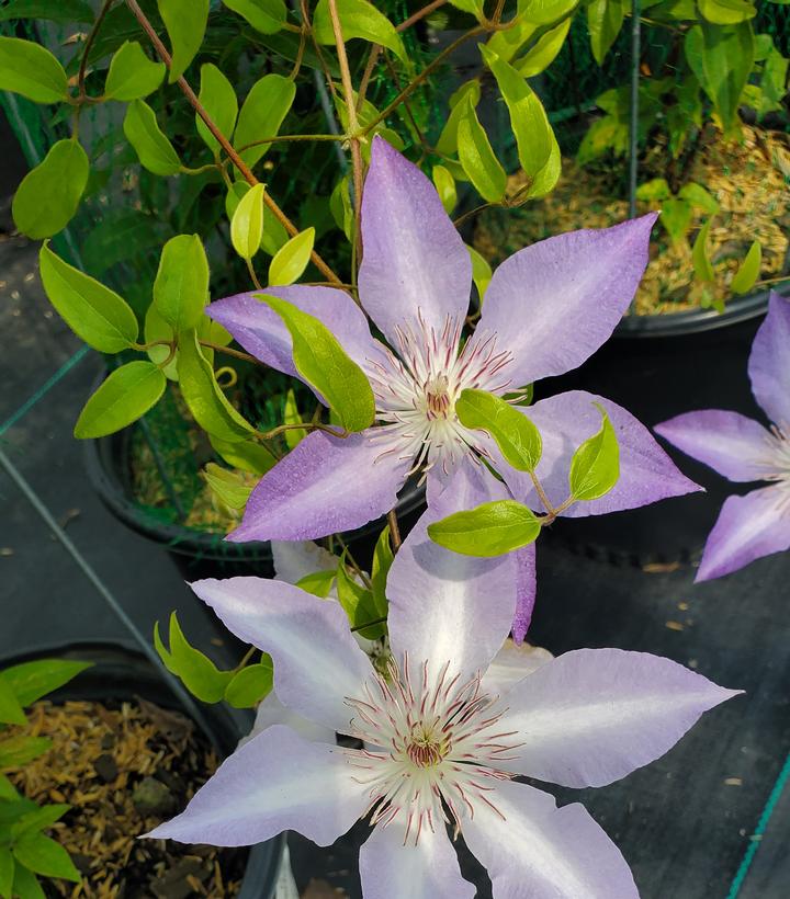 Clematis x Boulevard® Tranquilite™