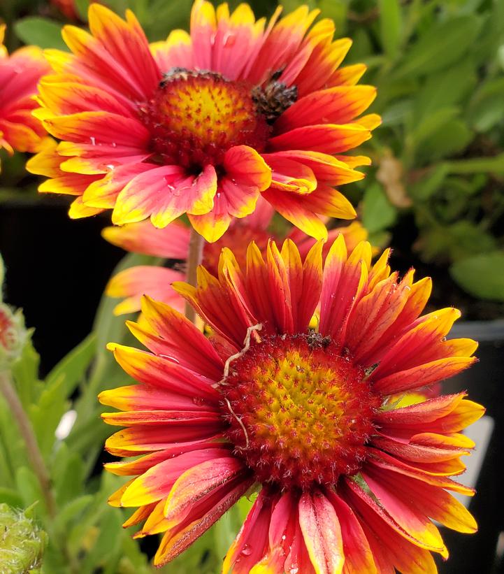 Gaillardia aristata Spintop Orange Halo