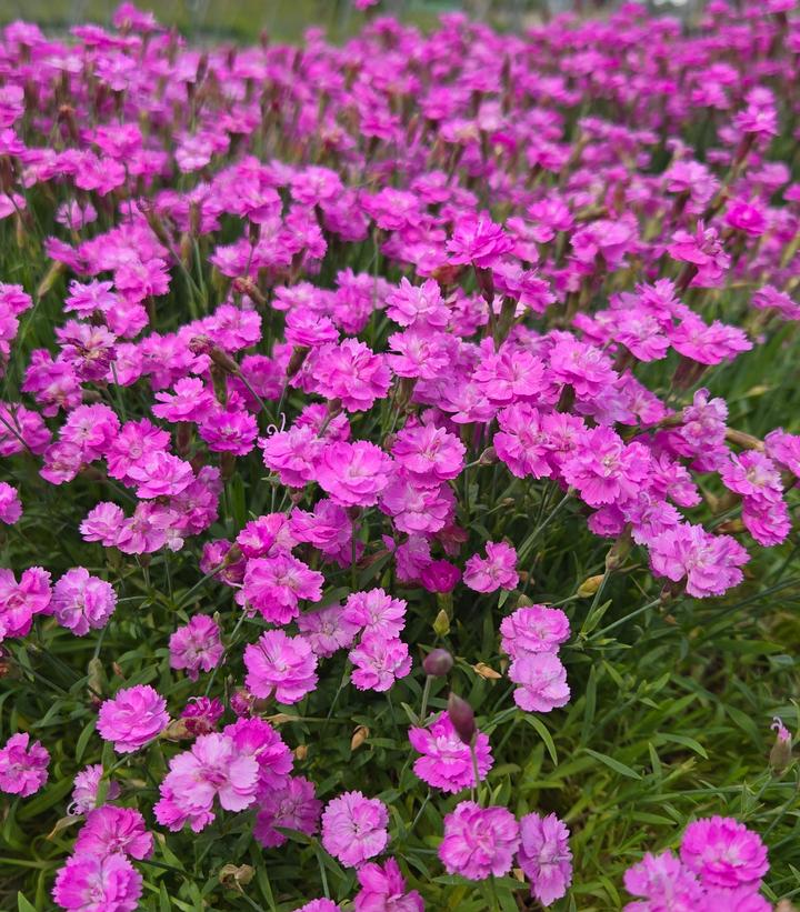 Dianthus gratianopolitanus 'Tiny Rubies'