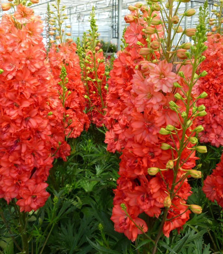 Delphinium 'Red Red Lark Larkspur from Prides Corner