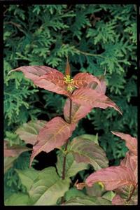 Diervilla lonicera 'Copper'