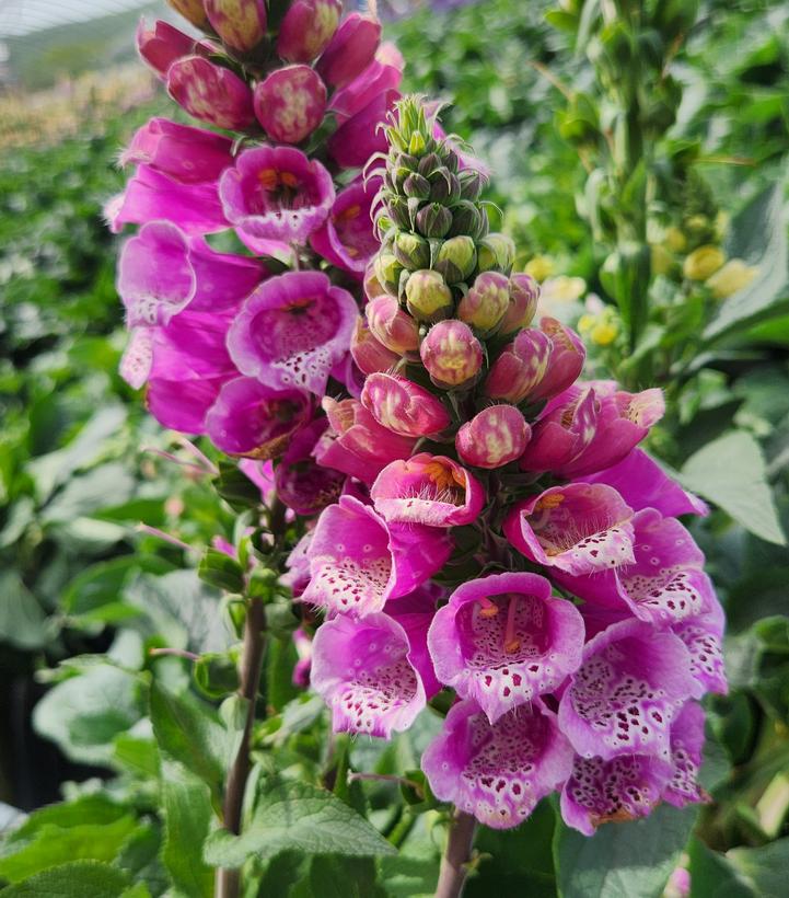 Digitalis mertonensis 