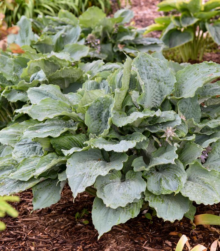 Hosta hybrid Shadowland® Shadowland® 'Diamond Lake'
