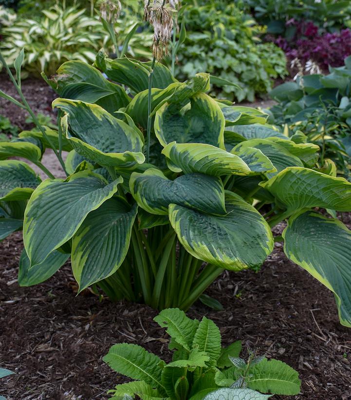 Hosta hybrid Shadowland® Shadowland® 'Wu-La-La'