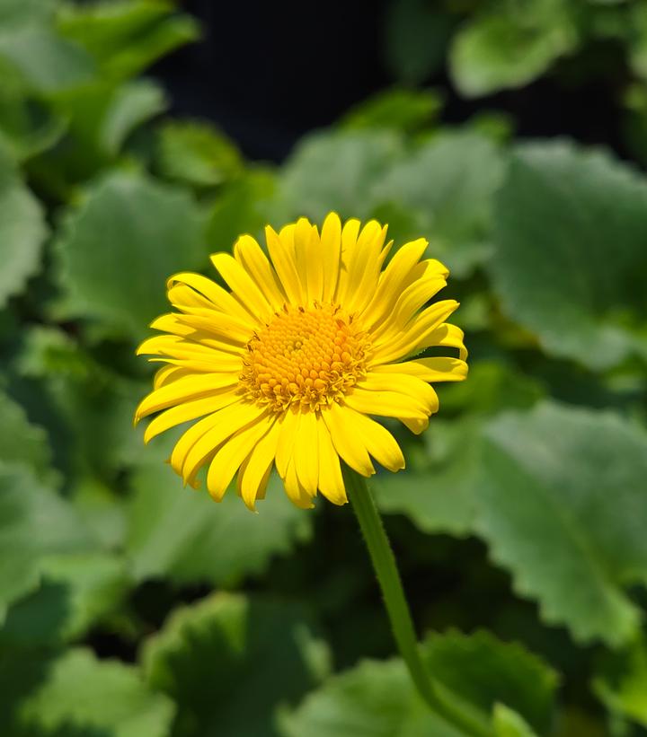 Doronicum orientale Leonardo™ Compact