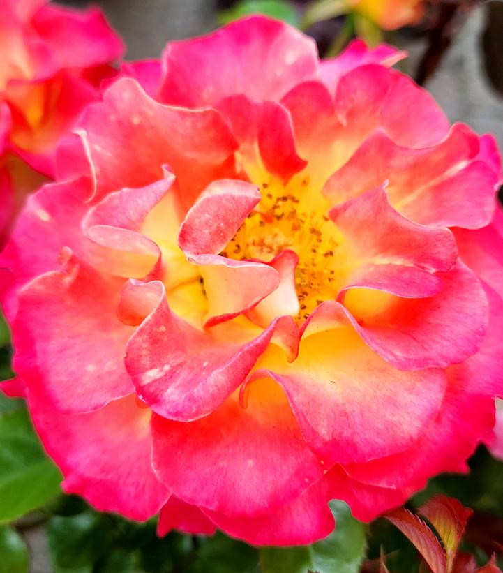 Rosa True Sincerity