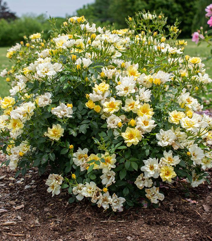 Rosa 'Lemon Drift®' Lemon Drift® rose from Prides Corner Farms