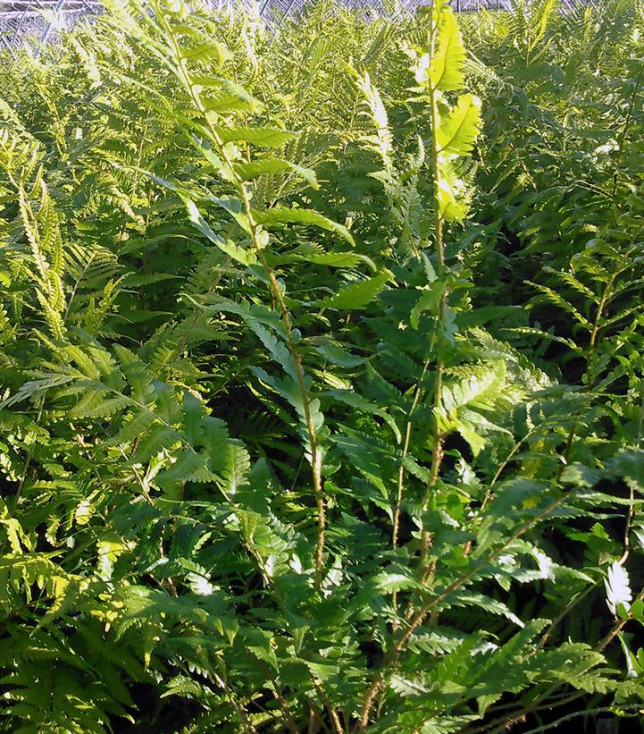 Dryopteris x australis 