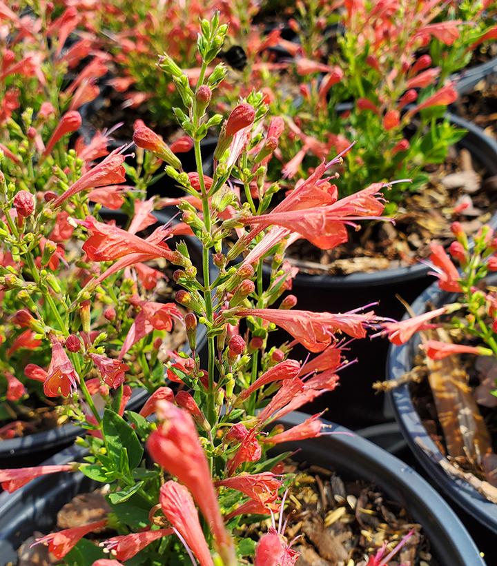 Agastache x 'Kudos Red'