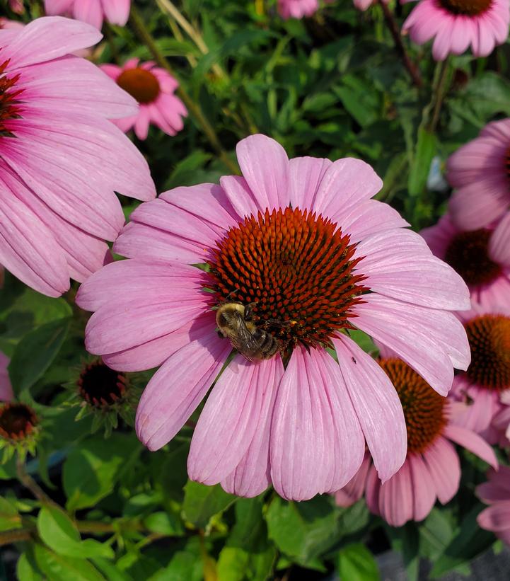 Echinacea purpurea 'Prairie Splendor'
