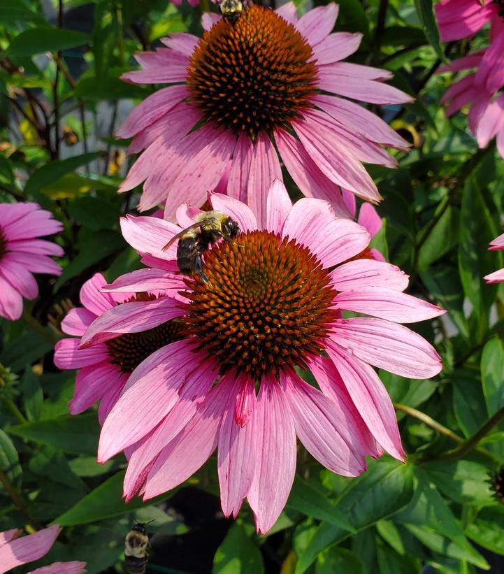 Echinacea purpurea 'Ruby Star'