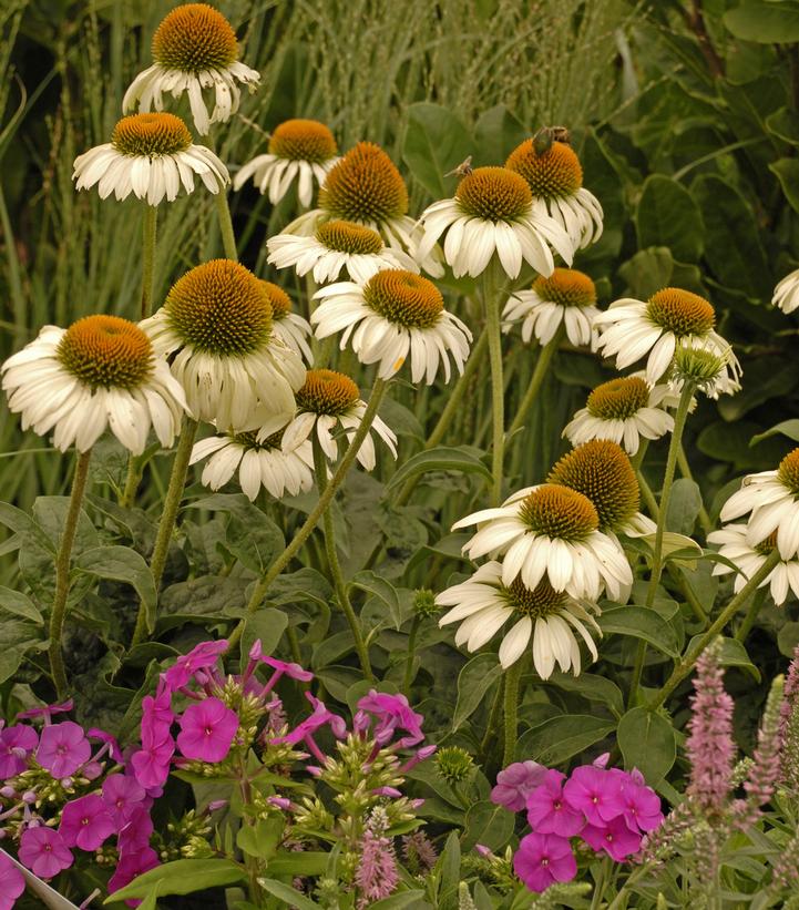 Echinacea purpurea 'White Swan'