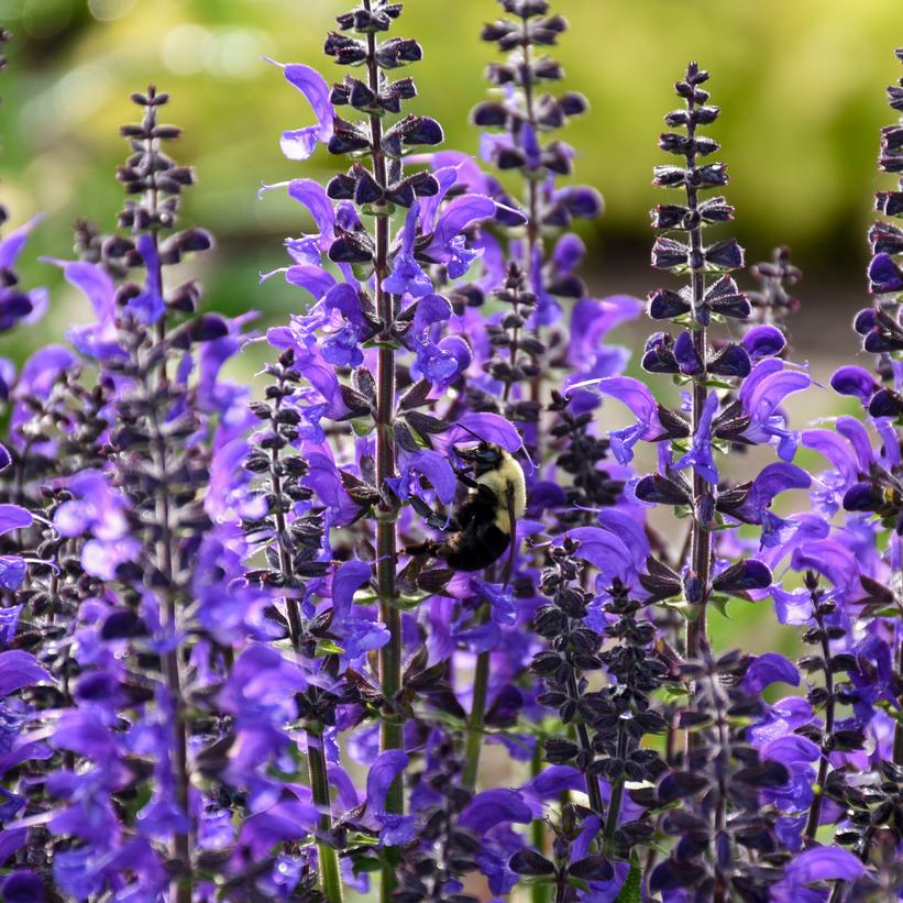 Salvia x Color Spires® Color Spires® 'Indiglo Girl'