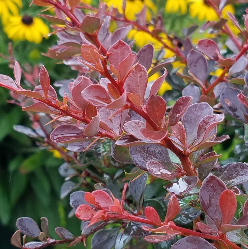 Berberis thunbergii WorryFree® Crimson Cutie®