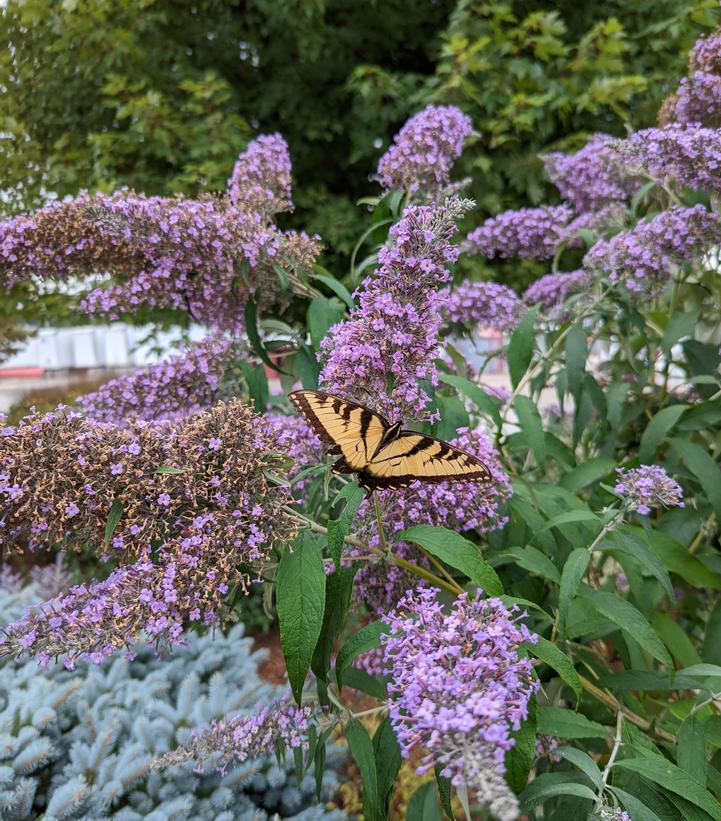 Buddleia davidii 'Grand Cascade'