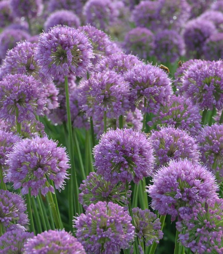 Allium x 'Serendipity'