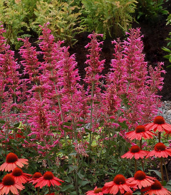 Agastache x 'Morello'