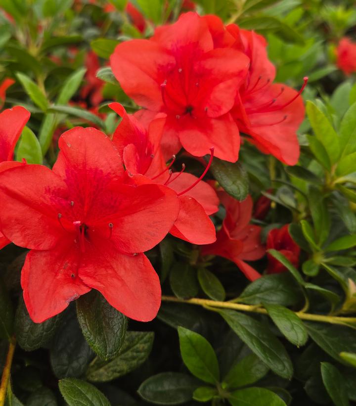 Azalea x Encore® Autumn Bravo®