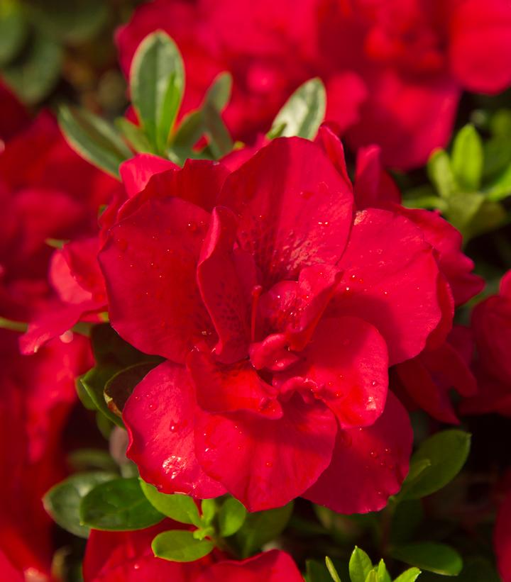 Azalea x Encore® Autumn Bonfire®