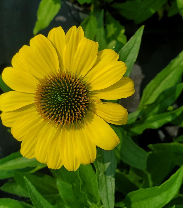 Echinacea purpurea Eye-catcher™ Canary Feathers