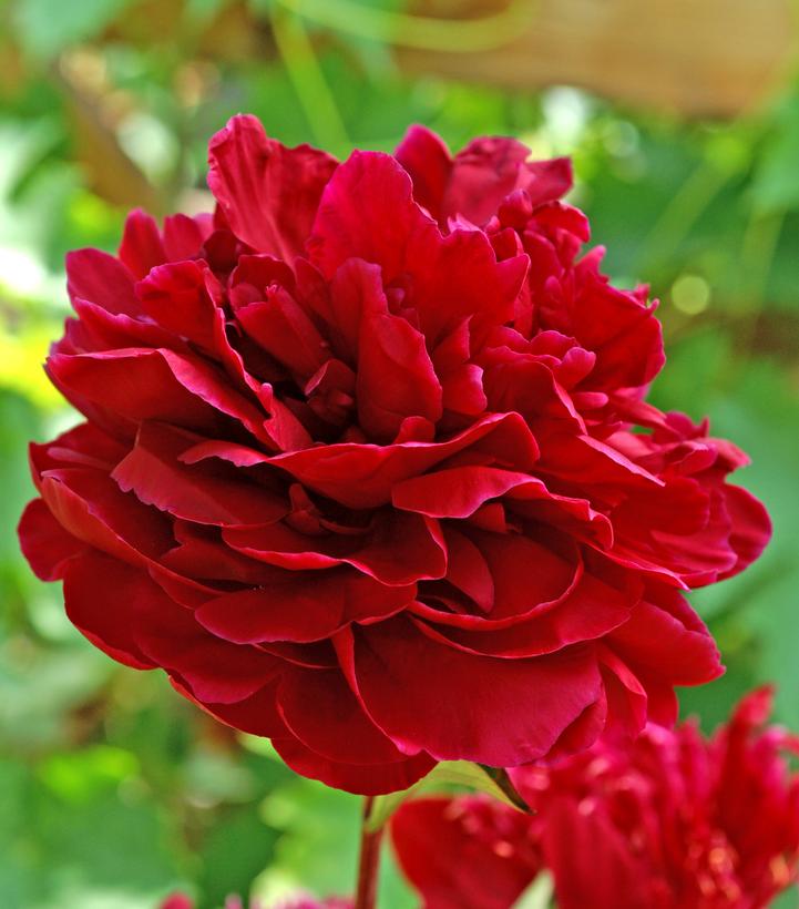 Paeonia lactiflora 'Red Sarah Bernhardt'
