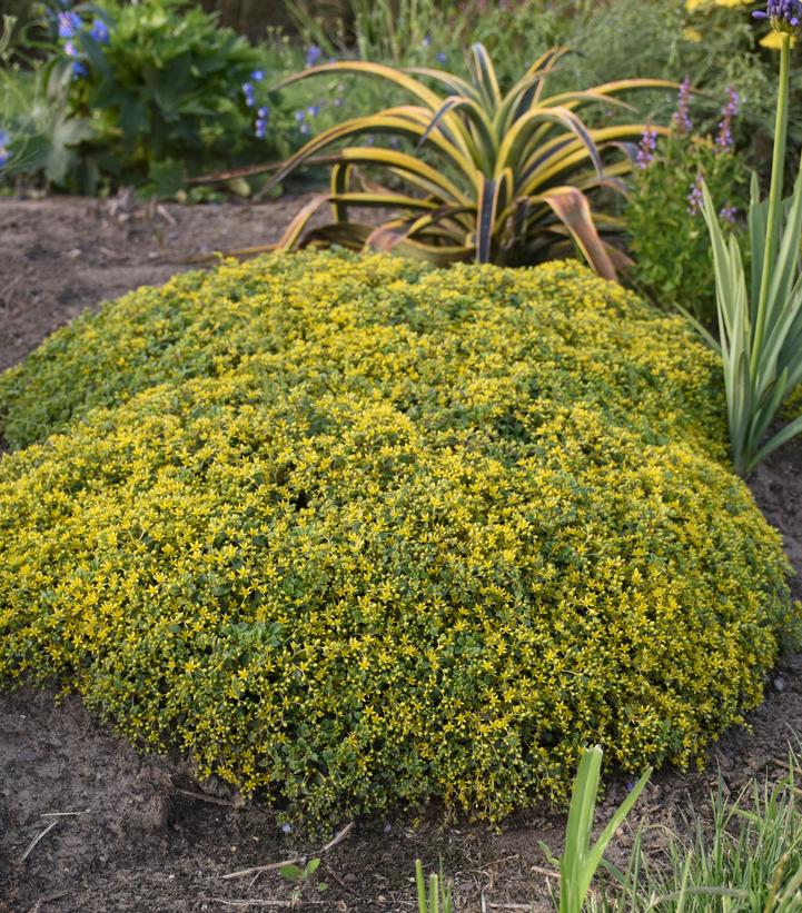 Sedum x Rock 'N Grow® Rock 'N Grow® 'Yellow Brick Road'