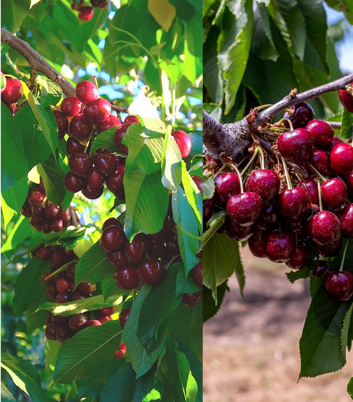 Prunus avium 3-in-1 Cold Climate