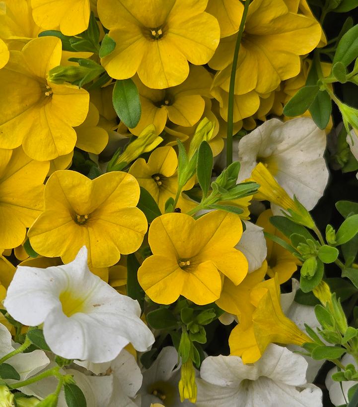 Calibrachoa Million Bells®