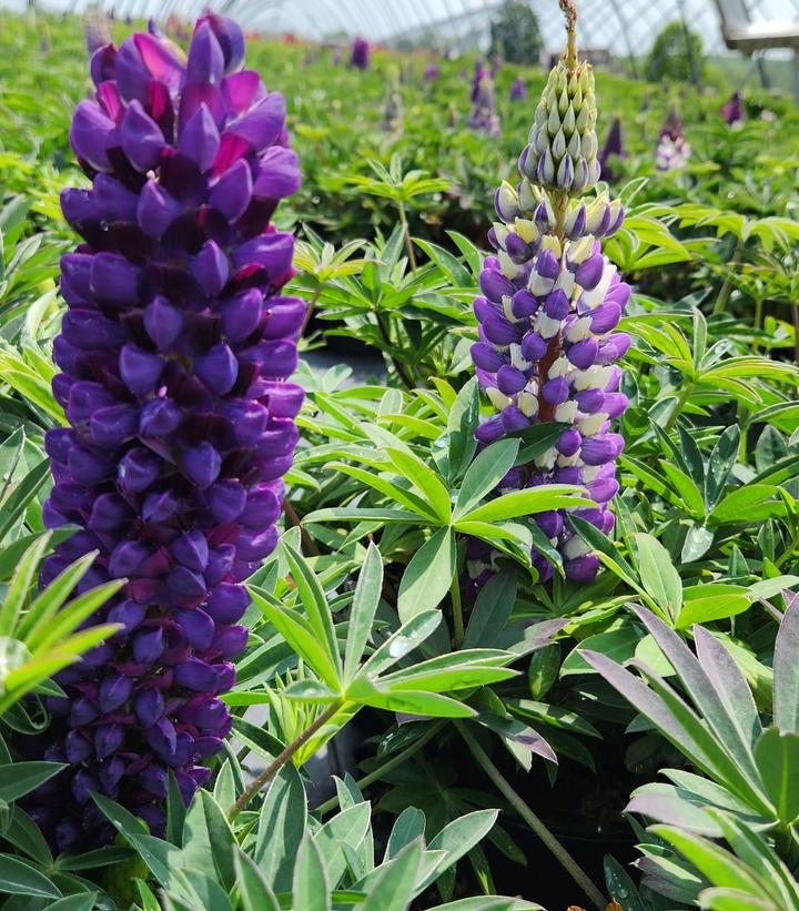 Lupinus polyphyllus 'Lupini Blue Shades'