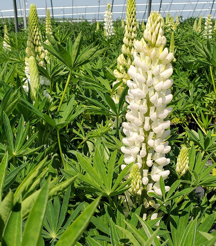 Lupinus polyphyllus 'Lupini White Shades'