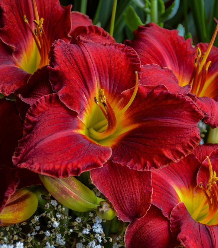 Hemerocallis 'Prairie Wildfire'
