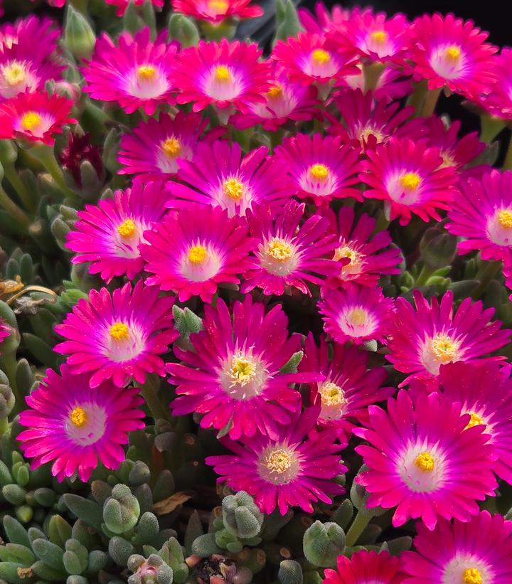 Delosperma cooperi Jewel of the Desert® Amethyst
