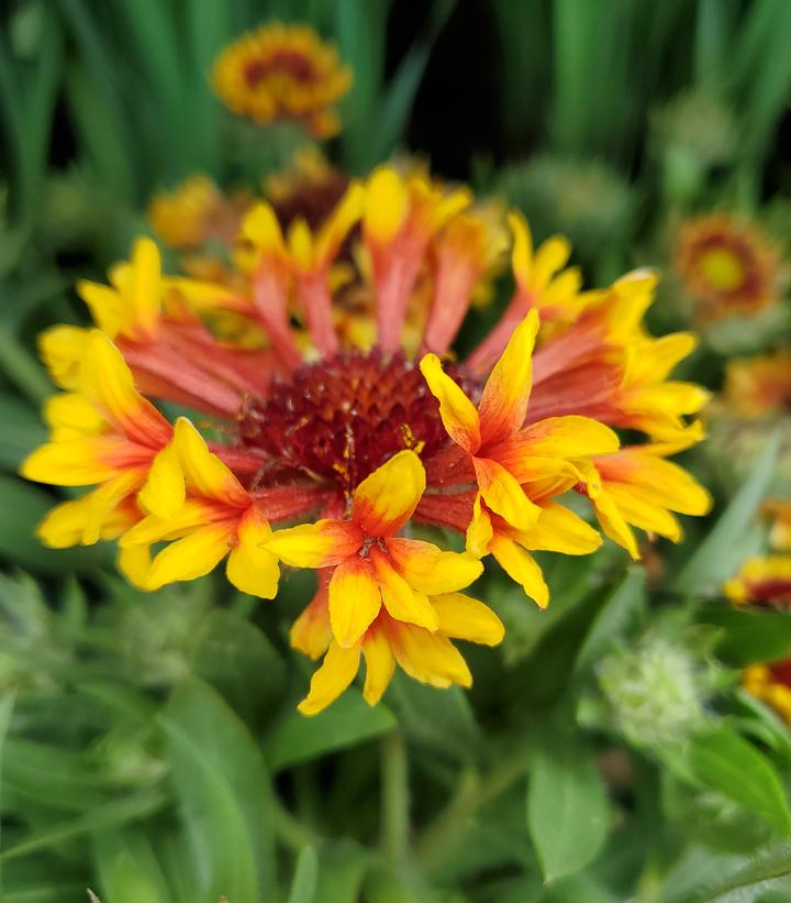 Gaillardia aristata SpinTop® 'Mariachi Copper Sun'