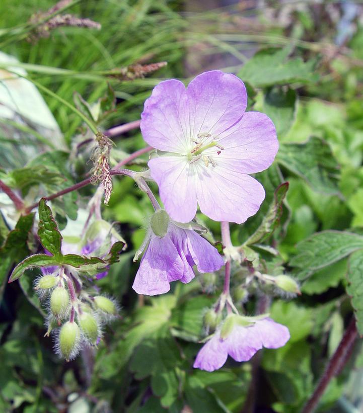 Geranium maculatum 