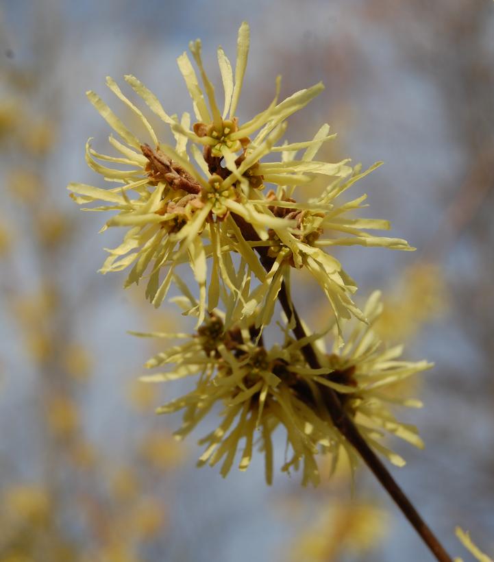 Hamamelis virginiana Harvest Moon