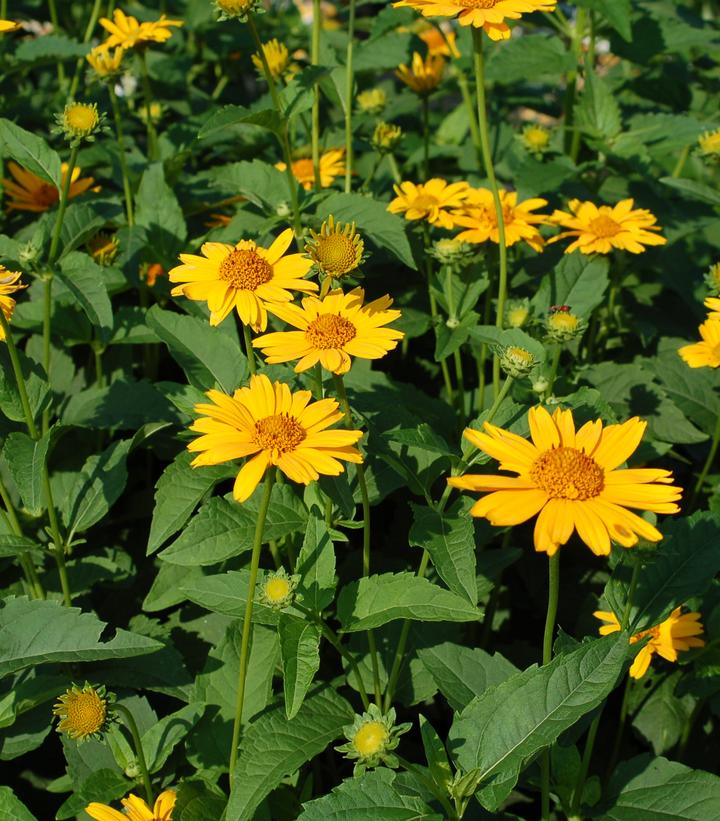 Heliopsis Tuscan Sun
