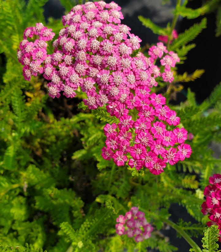Achillea millefolium 'Pink Grapefruit'