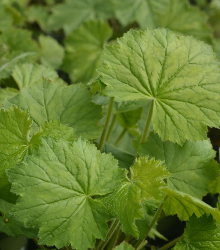 Heuchera villosa 'Autumn Bride'