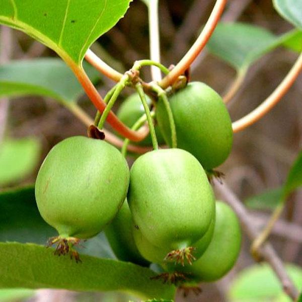 Actinidia arguta Issai Issai Mini-Kiwi Fruit from Prides Corner Farms