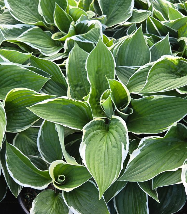 Hosta 'Francee'