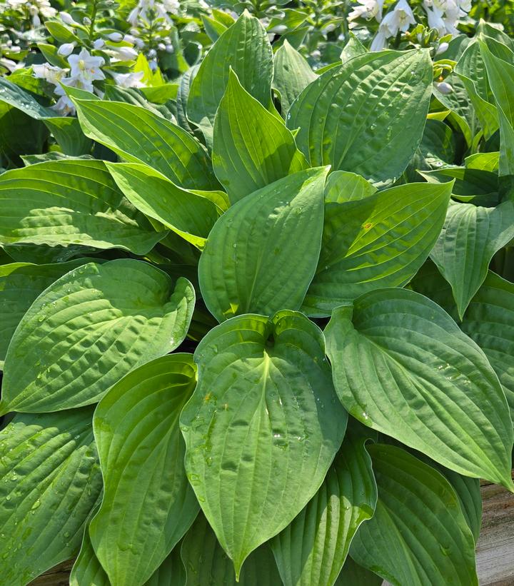 Hosta sieboldiana 'Elegans'