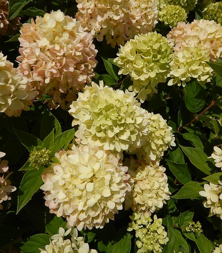 Hydrangea paniculata Little Lime®