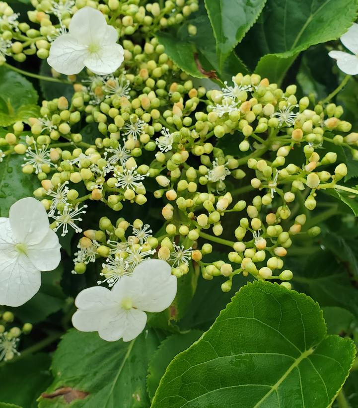 Hydrangea anomala petiolaris