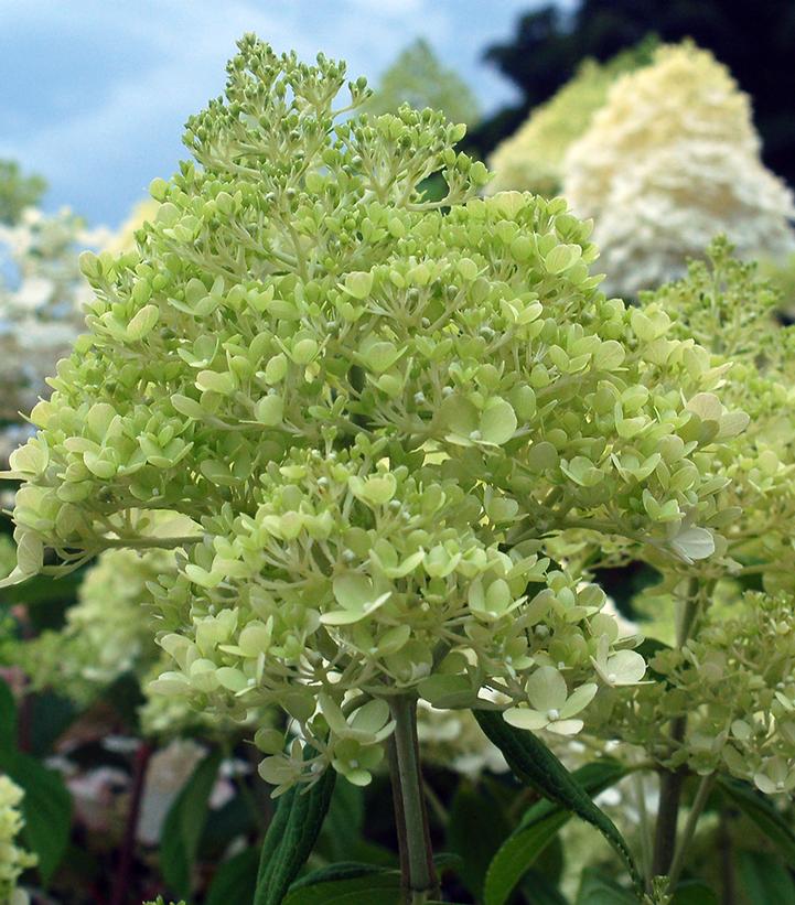 Hydrangea paniculata 'Limelight'