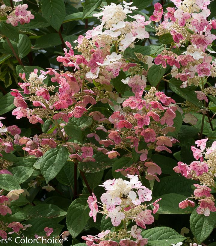 Hydrangea paniculata Quick Fire®