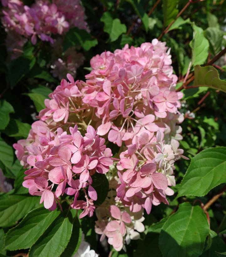 Hydrangea paniculata Vanilla Strawberry™