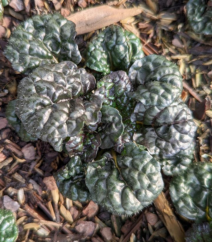 Ajuga pyramidalis 'Metallica Crispa'