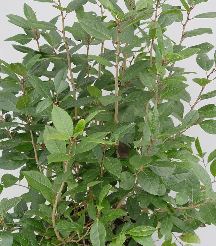 Ilex x 'Apollo'