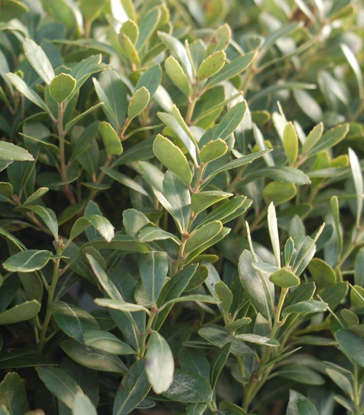 Ilex glabra 'Densa'